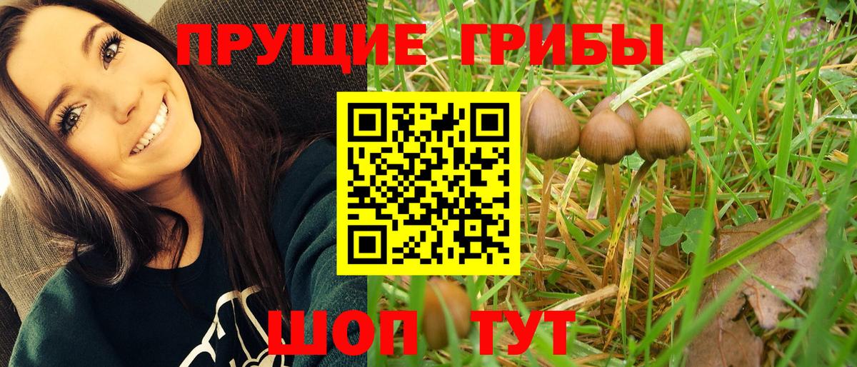 Галлюциногенные грибы GOLDEN TEACHER  наркота  Туймазы  Вход с VPN 